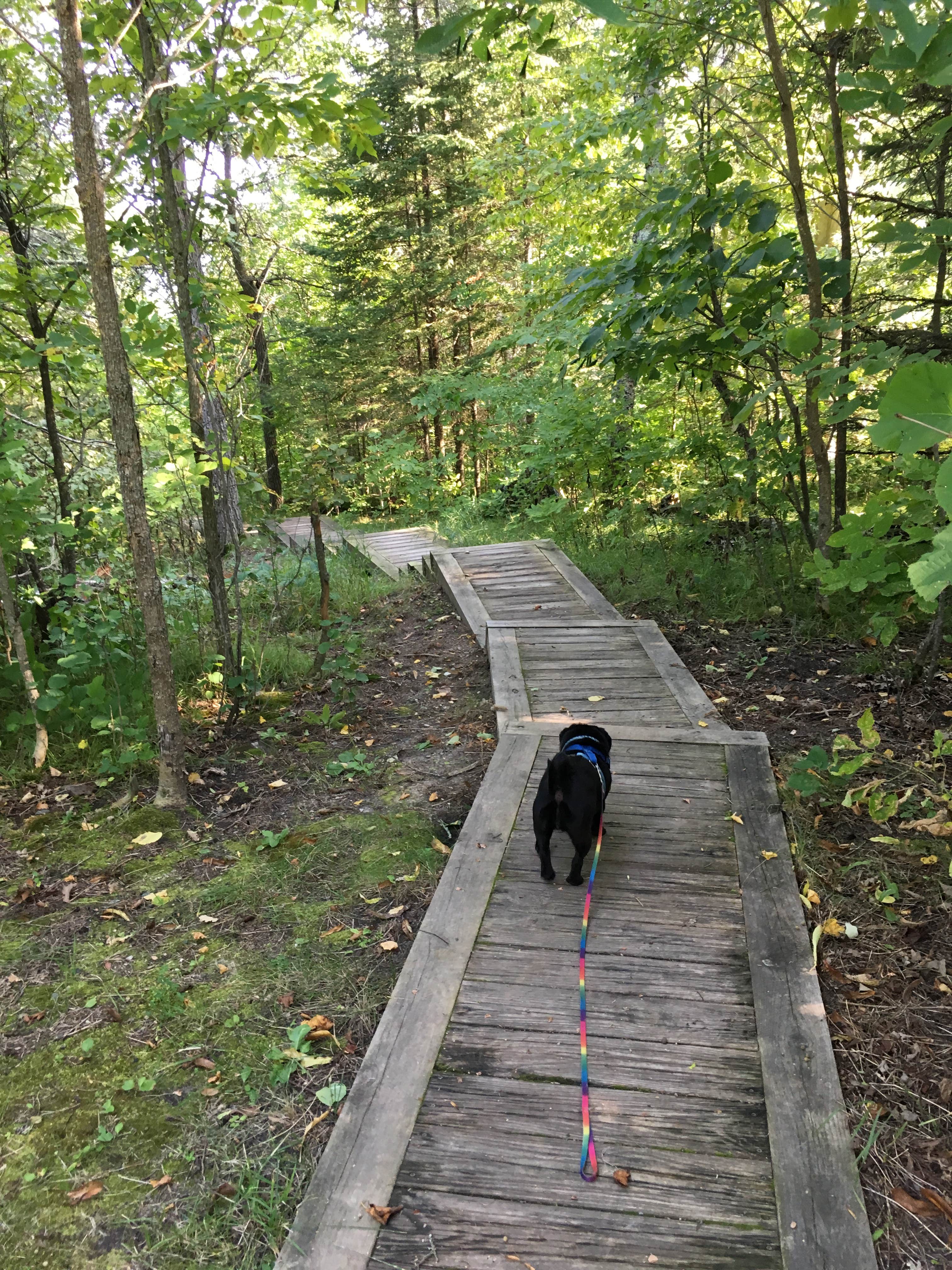 Camper submitted image from Elk Lake Group Site — Itasca State Park - 4