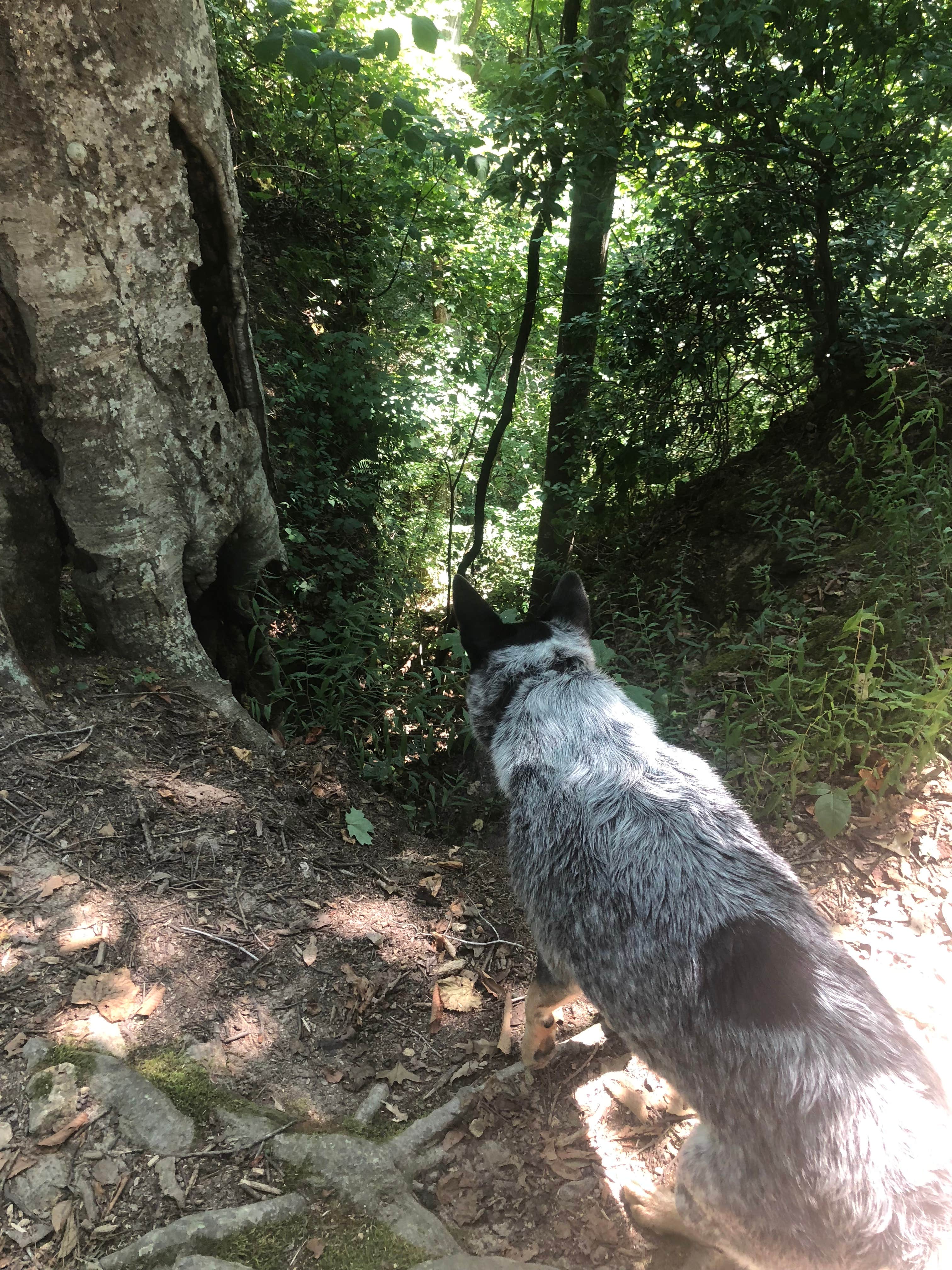Shelly S.'s photo of camping with pets at Old Stone Fort State Archaeological Park near Lynchburg, Moore County, TN