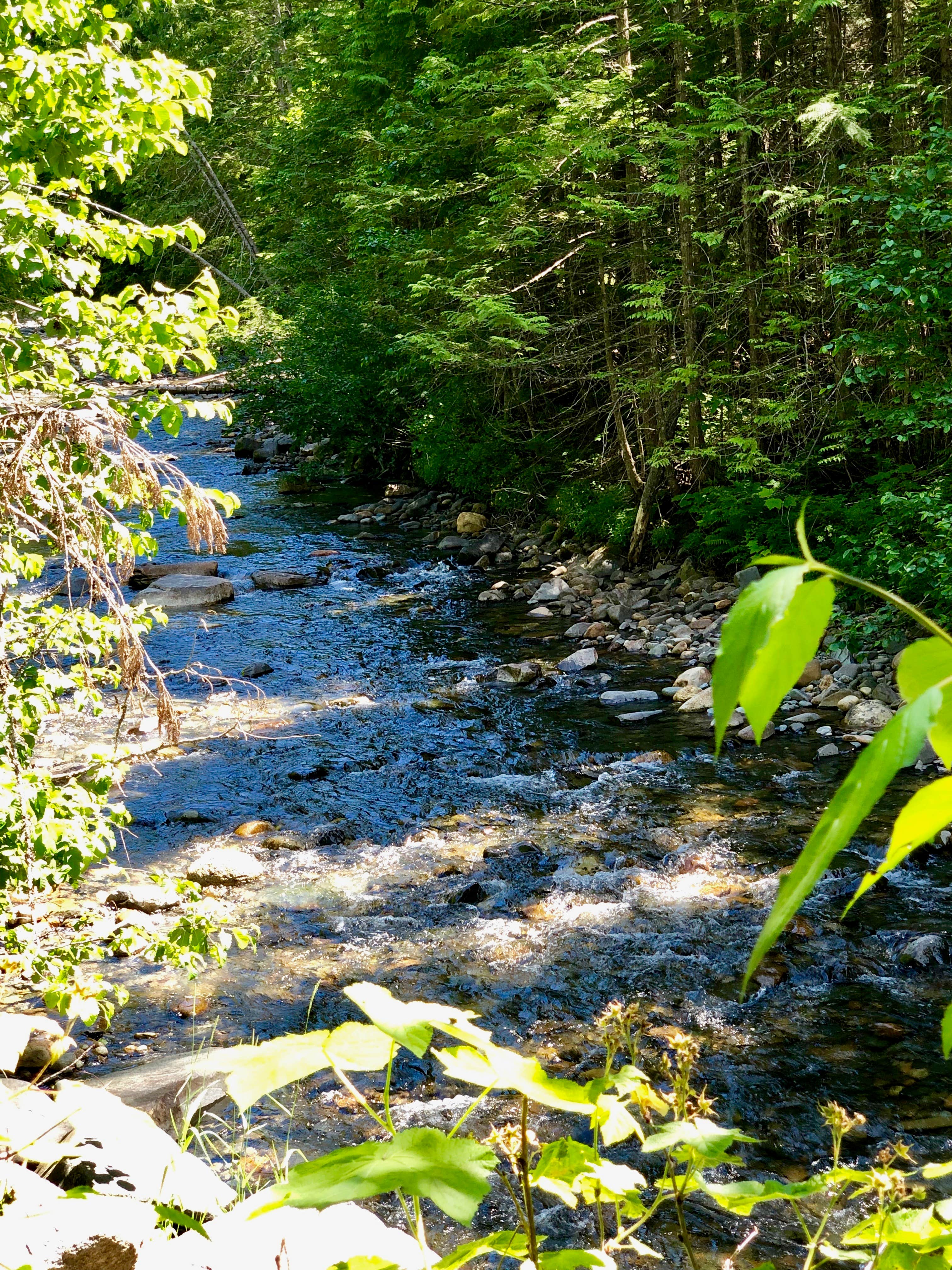 Camper-submitted photo at Elysium Woods near Sandpoint, ID