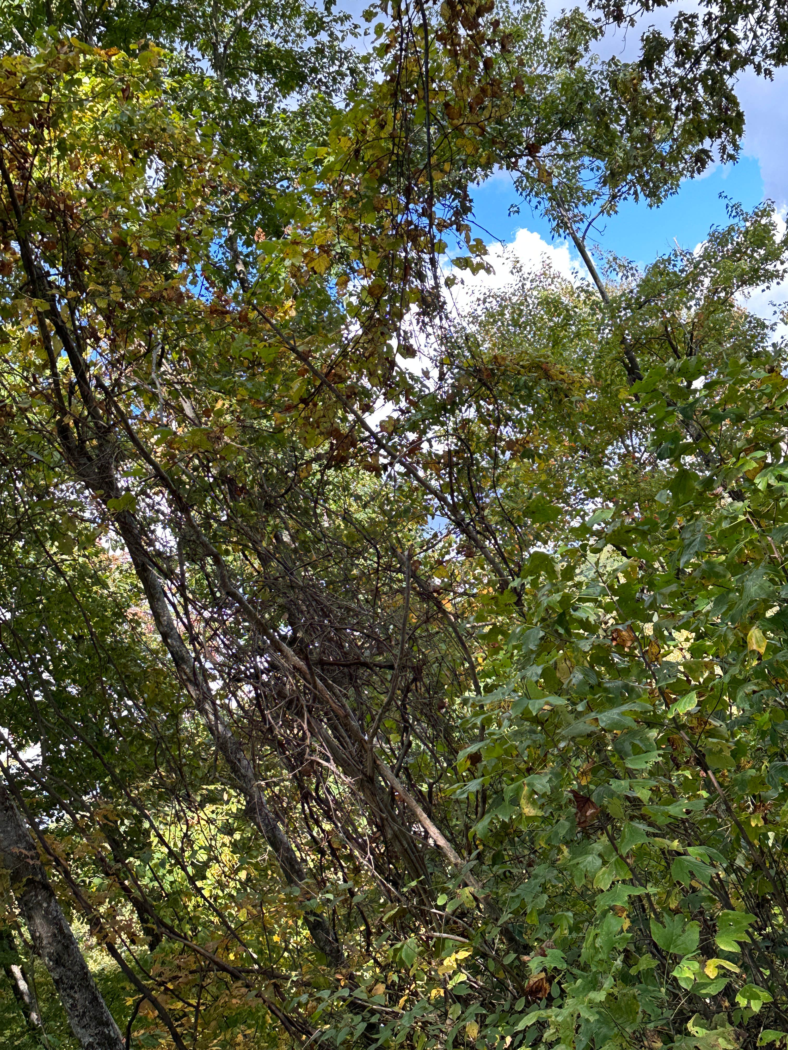 Camper-submitted photo at Camp Creek State Park Campground near Walkersville, WV