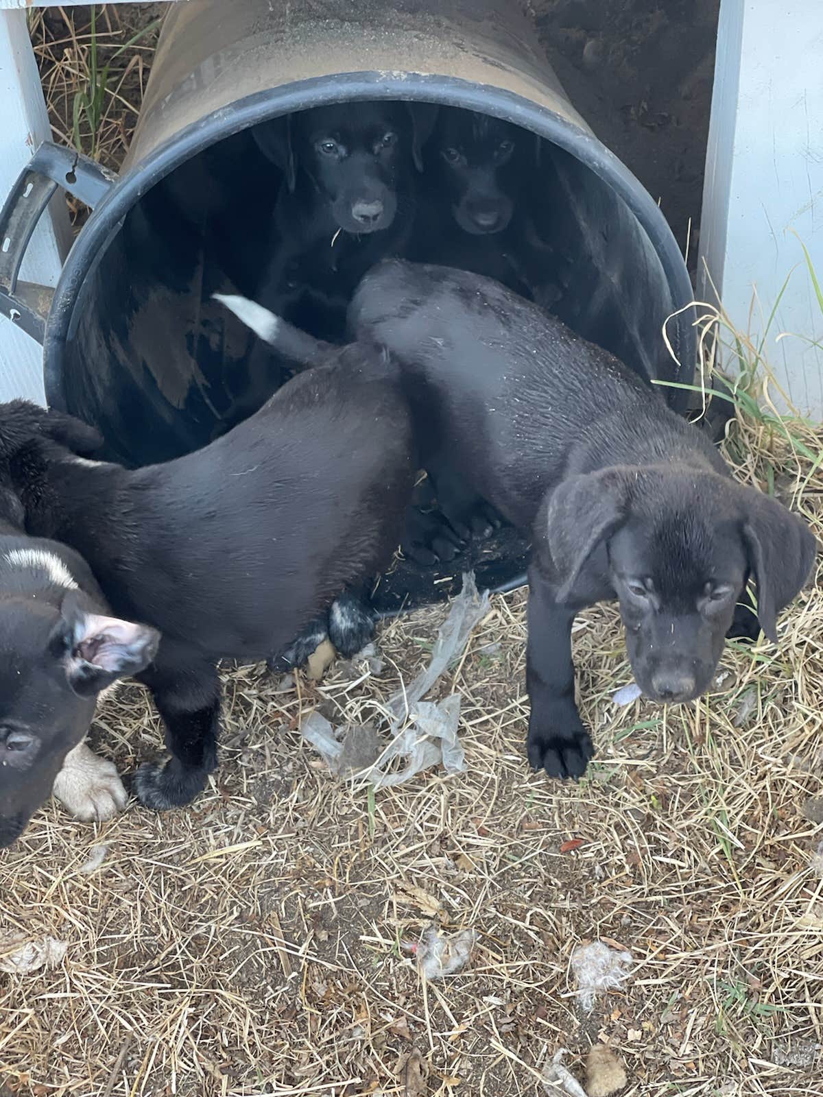 Techla F.'s photo of camping with pets at The Farm near Pendleton, OR