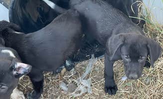 Techla F.'s photo of camping with pets at The Farm near Richland, WA