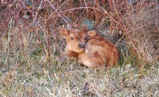 Techla F.'s photo of camping with pets at The Farm near Prosser, WA