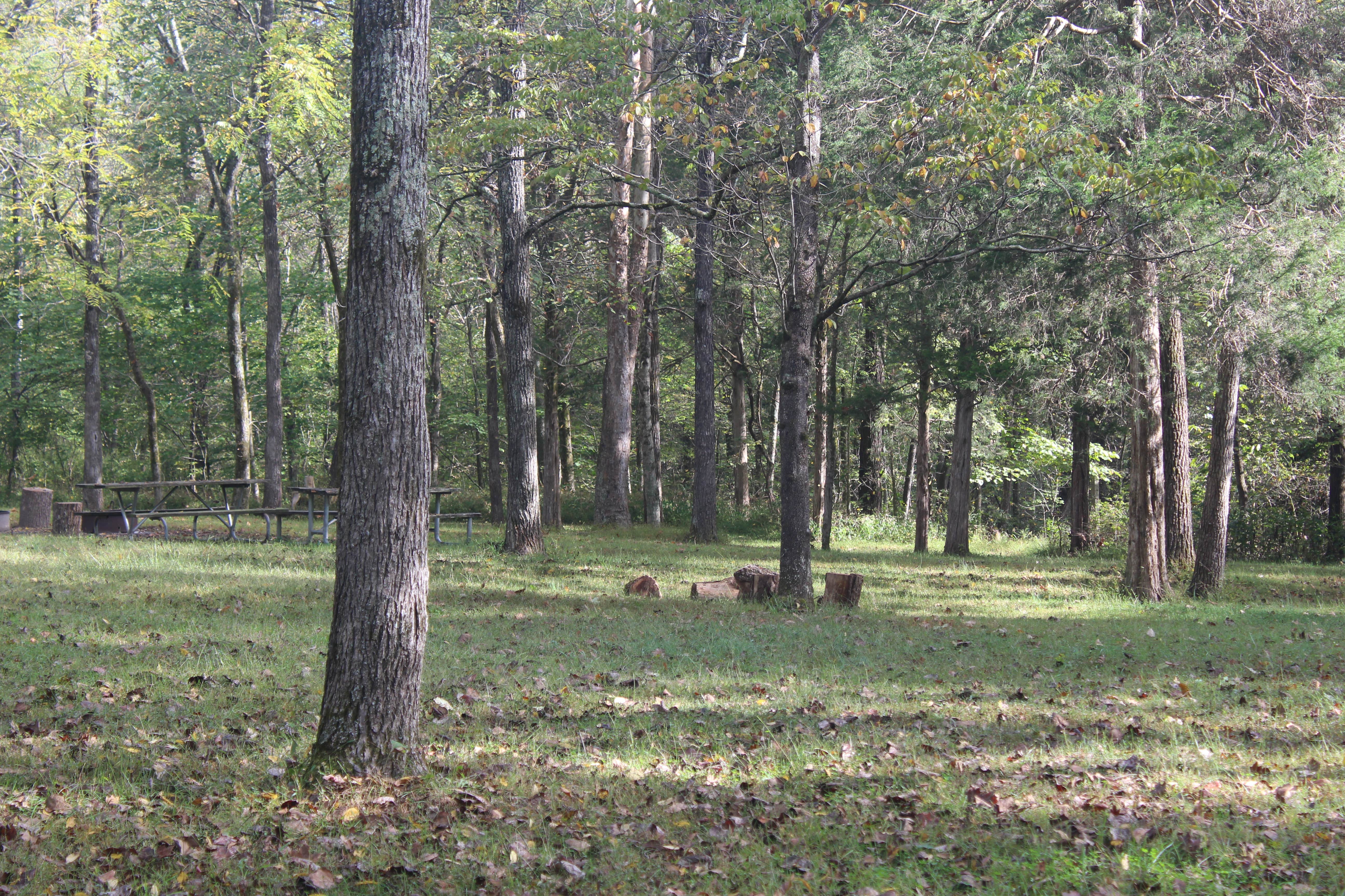 Camper-submitted photo at Maple Springs Campground — Mammoth Cave National Park near Horse Cave, KY
