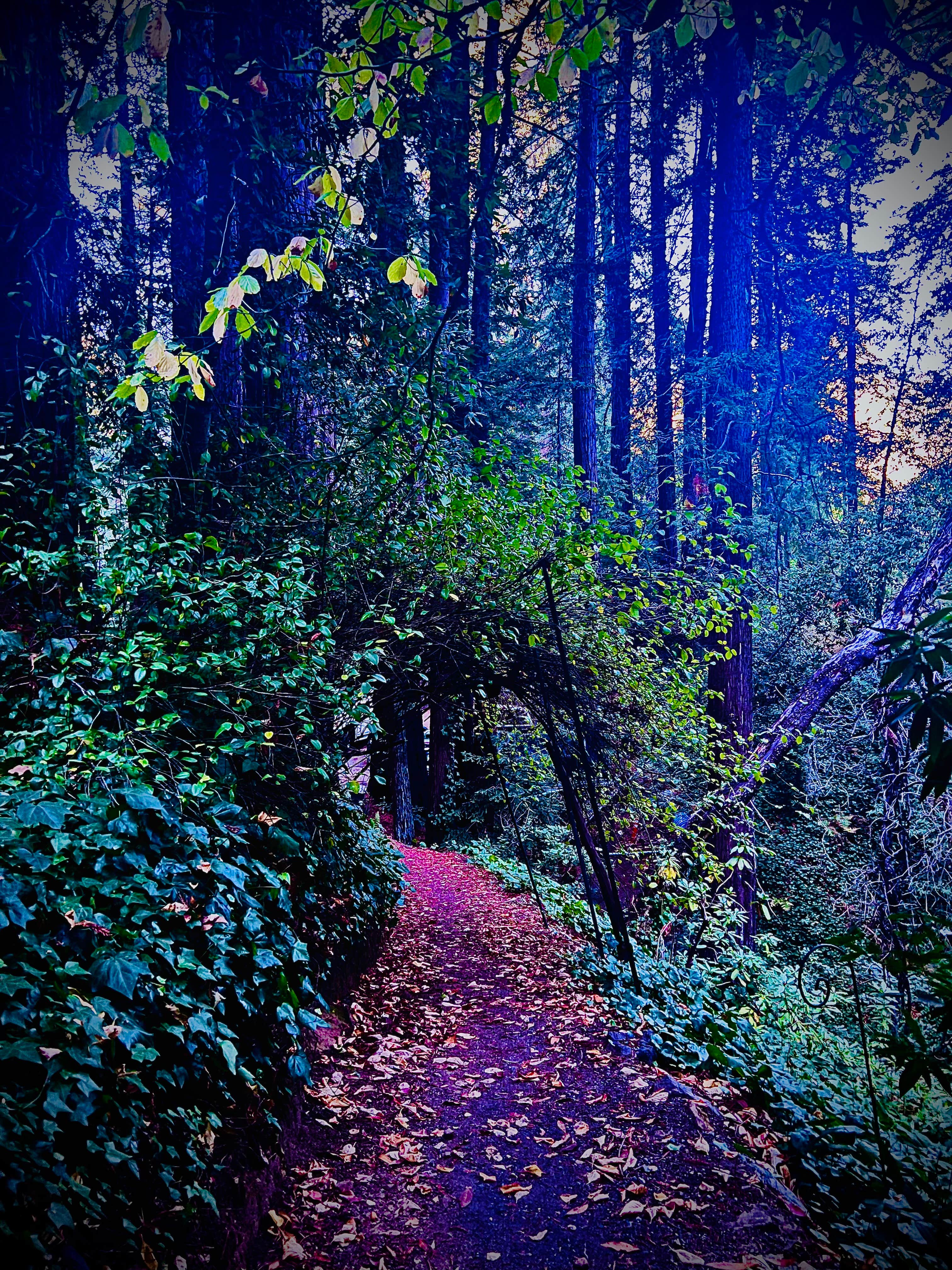 Camper-submitted photo at SkyWanda Sanctuary near Palo Alto, CA