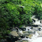 Review photo of Elkmont Campground — Great Smoky Mountains National Park by Emma M., October 31, 2018