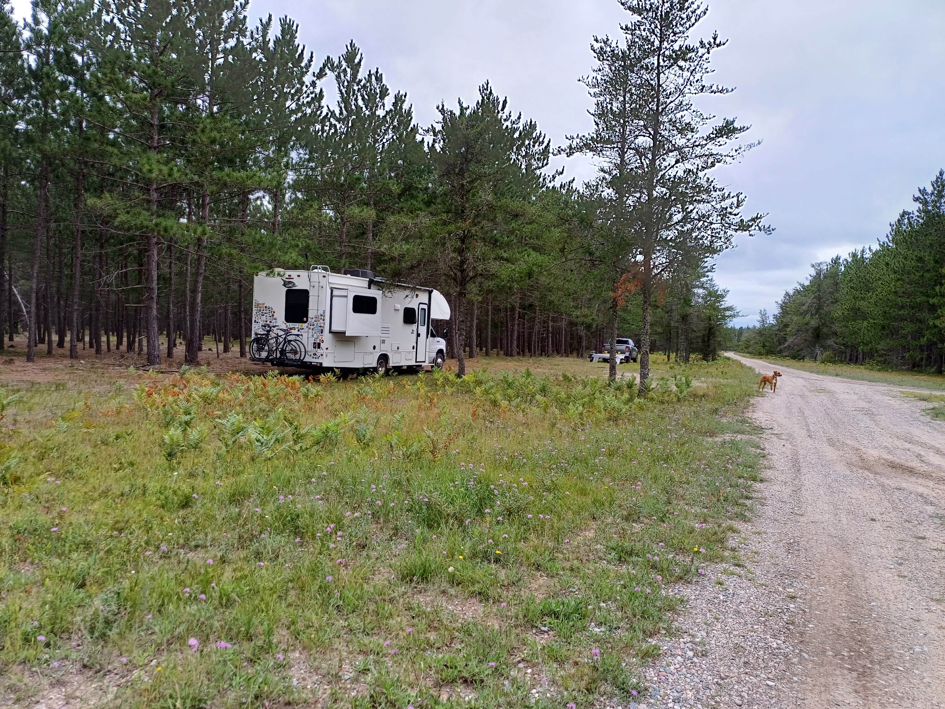 Camper-submitted photo at USFS 3536 Dispersed Site near Eckerman, MI