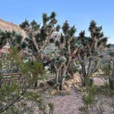 Review photo of Virgin River Campgrounds by Dov K., October 8, 2023