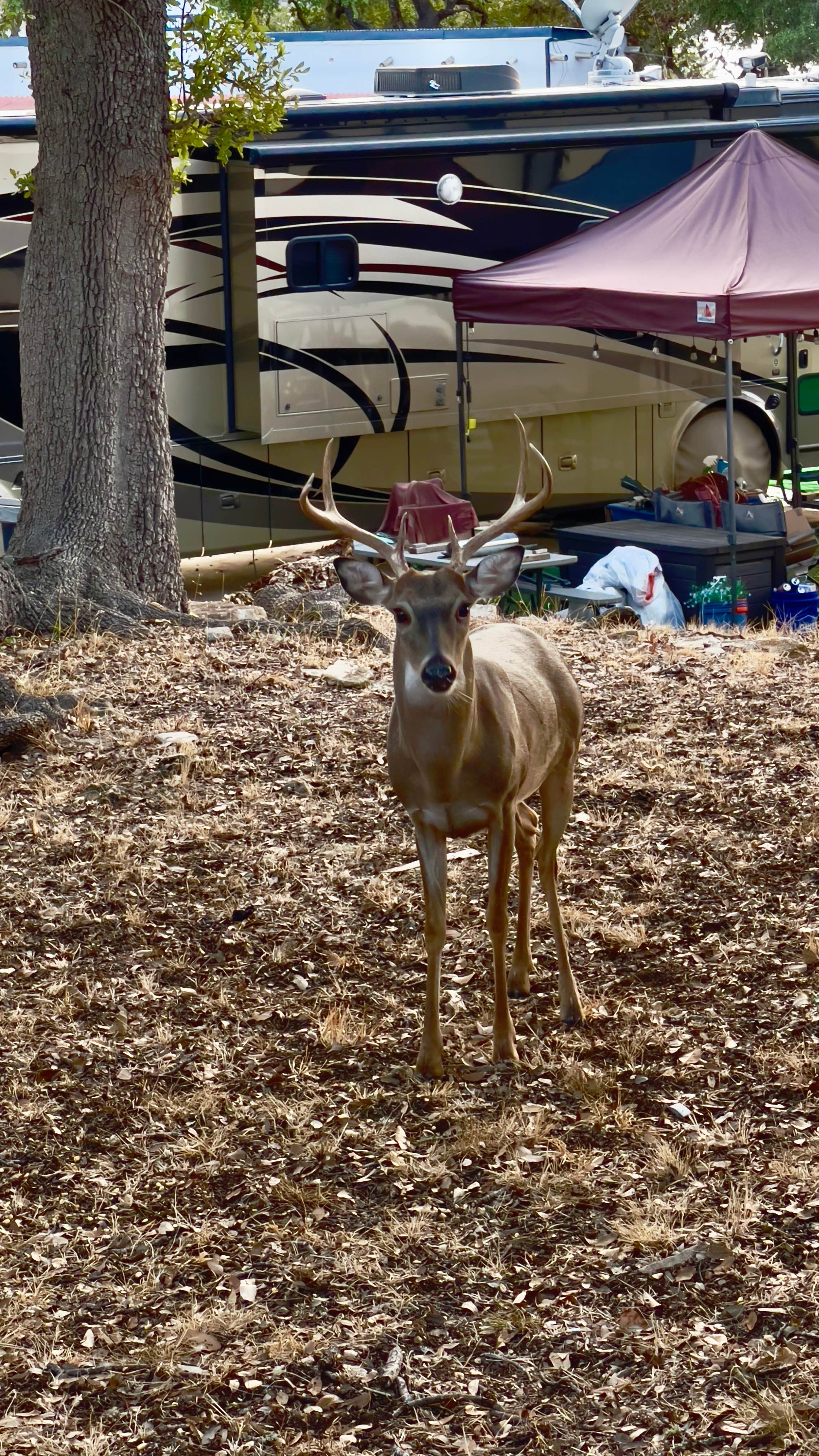 Camper-submitted photo at Lake Pointe Resort near Fischer, TX