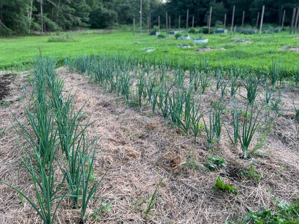 Camper-submitted photo at The Hawnets Nest near Bangor, ME