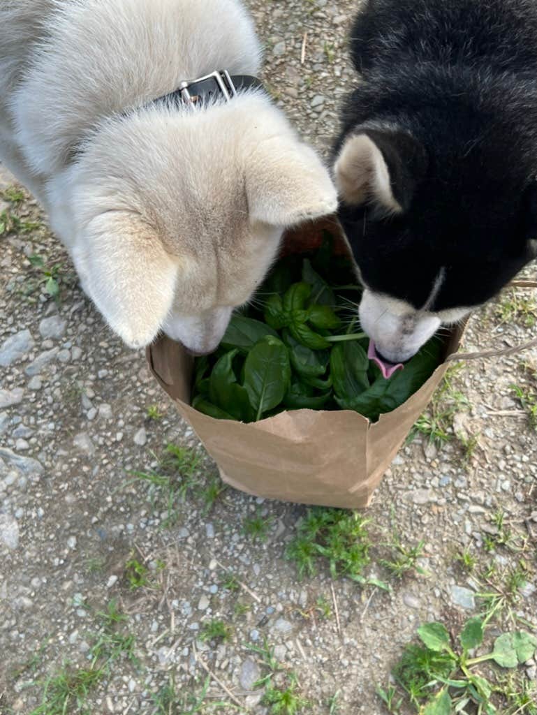 Camper-submitted photo at The Hawnets Nest near Bangor, ME