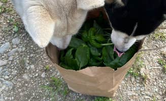 Randy S.'s photo of camping with pets at The Hawnets Nest near Searsport, ME
