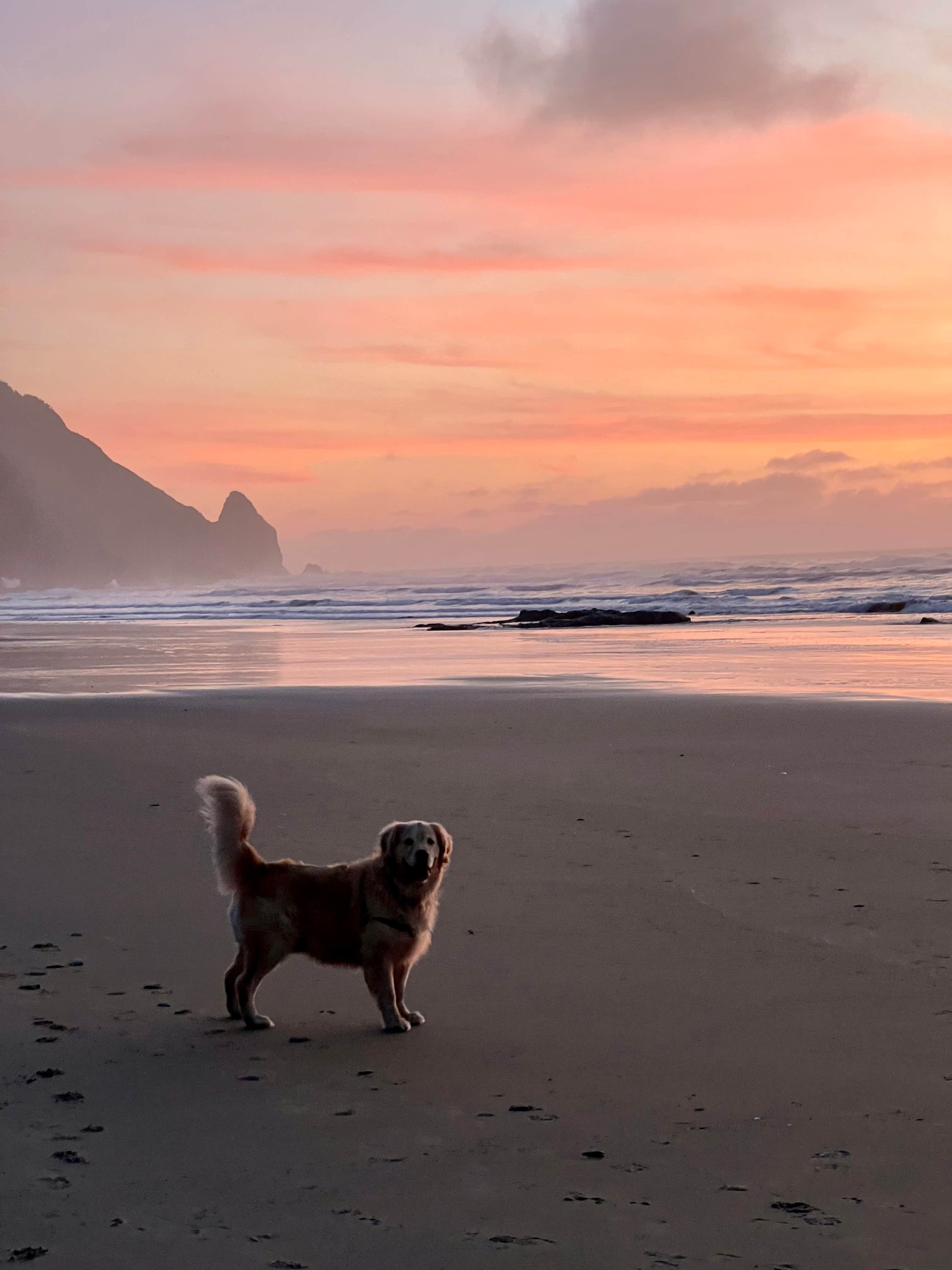 Rebecca H.'s photo of camping with pets at Whispering Tides near Yachats, OR