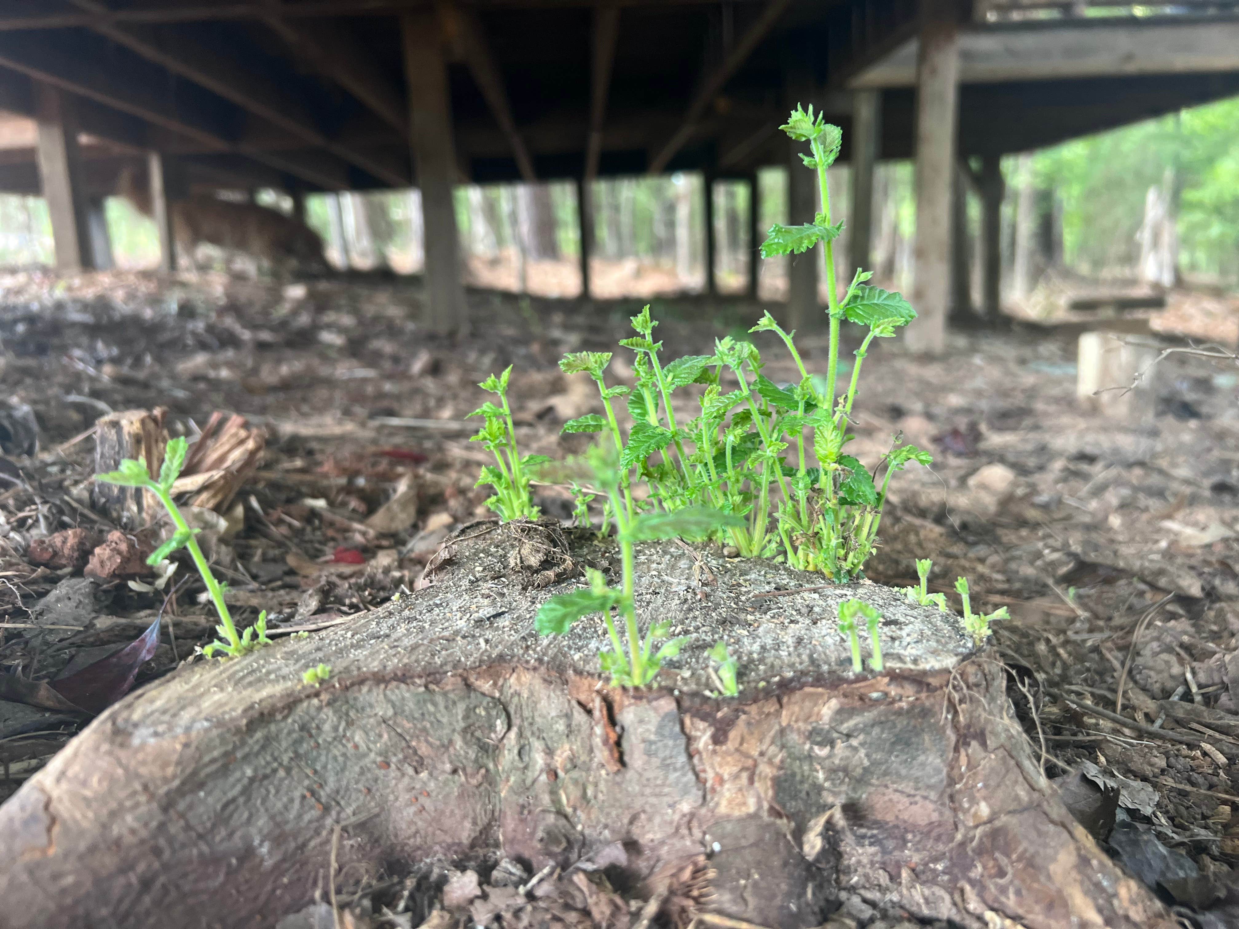 Camper-submitted photo at Prices Bridge Glampsite near Lexington, SC