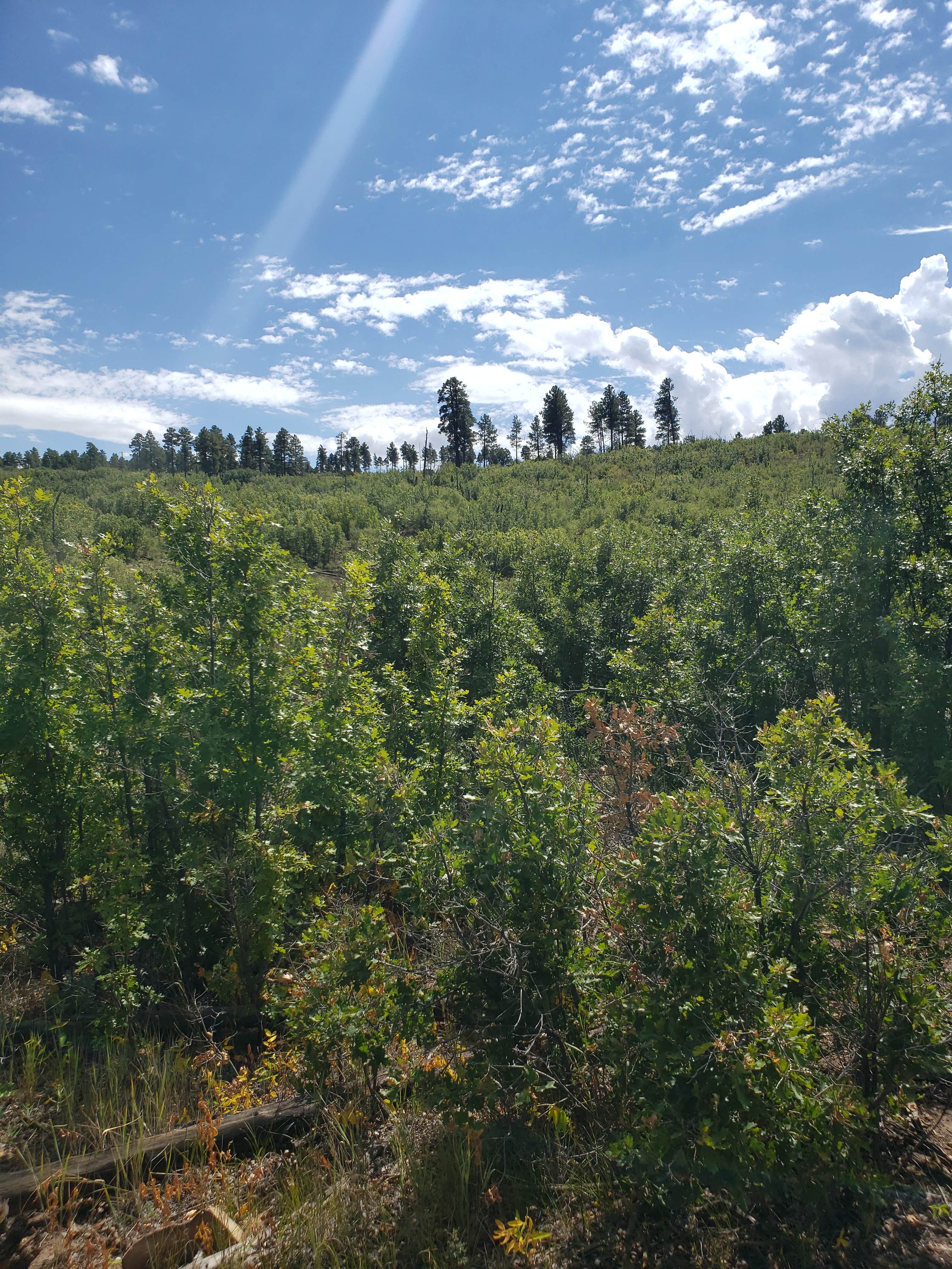 Camper-submitted photo at The Sherwood Escape near Mountainair, NM