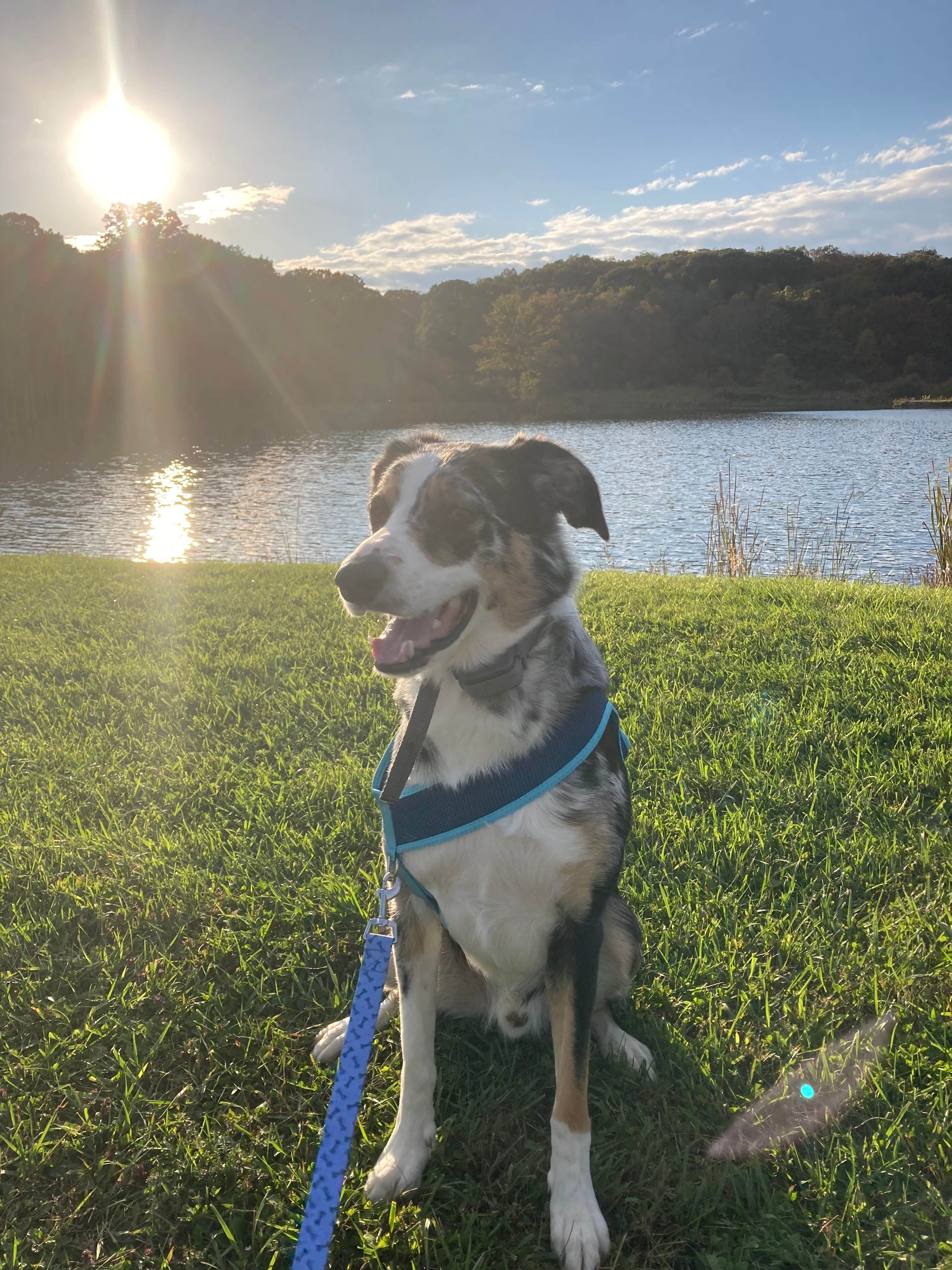 Arlyn S.'s photo of camping with pets at Hickory Hollow Campground near Frostburg, MD