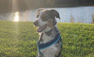Arlyn S.'s photo of camping with pets at Hickory Hollow Campground near Frostburg, MD