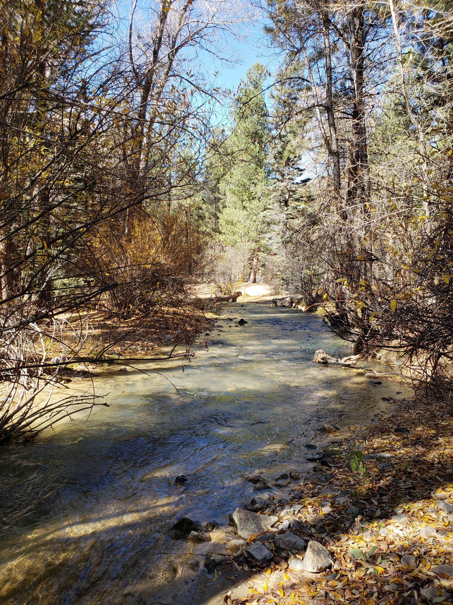 Camper submitted image from Fawn Lakes Campground - 5