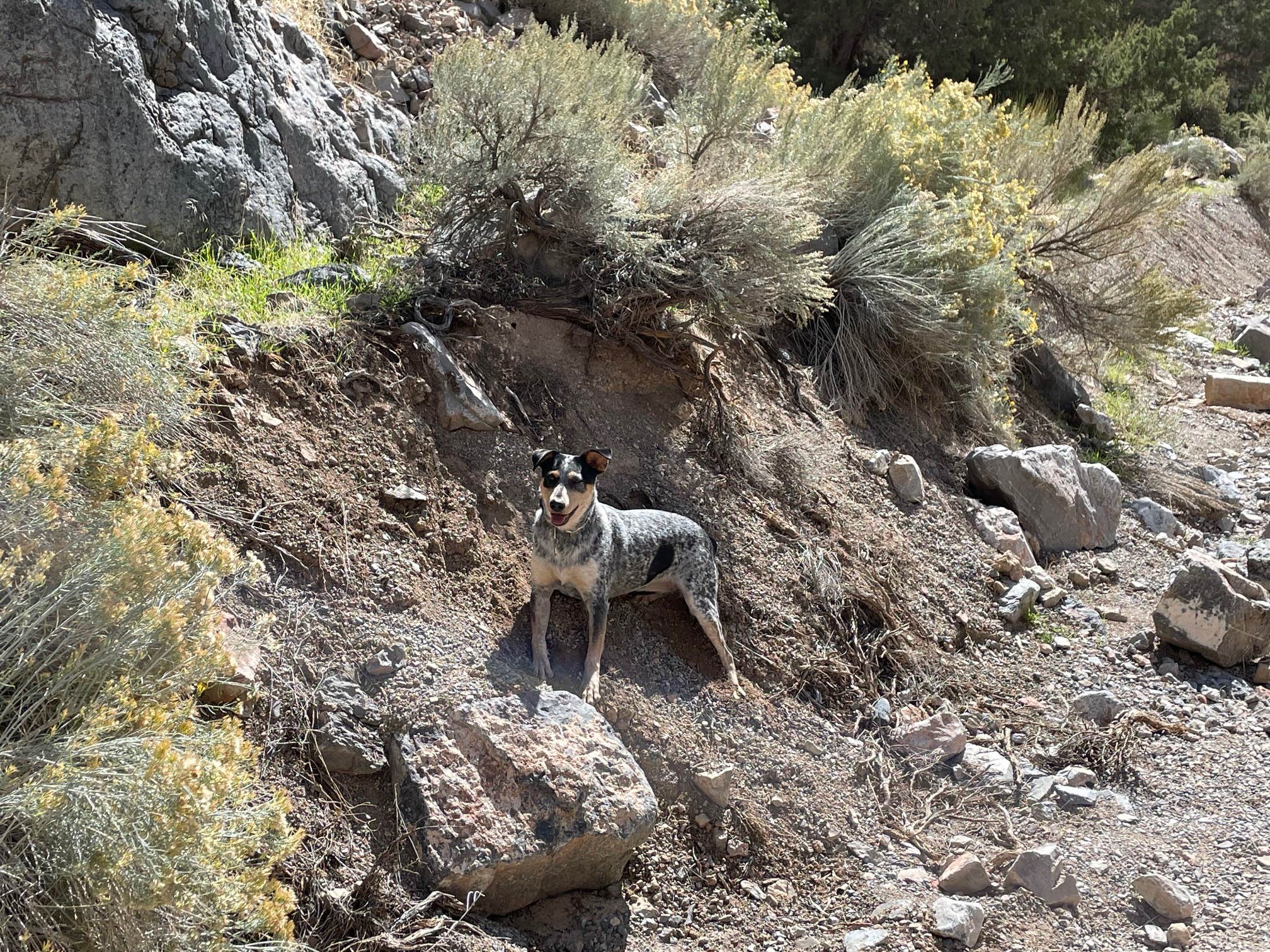 BoneMonkey ..'s photo of camping with pets at Marjum Pass Dispersed Camping near Baker, NV