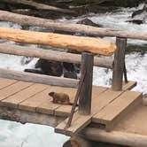 Review photo of Jenny Lake Campground — Grand Teton National Park by Alison C., October 31, 2018