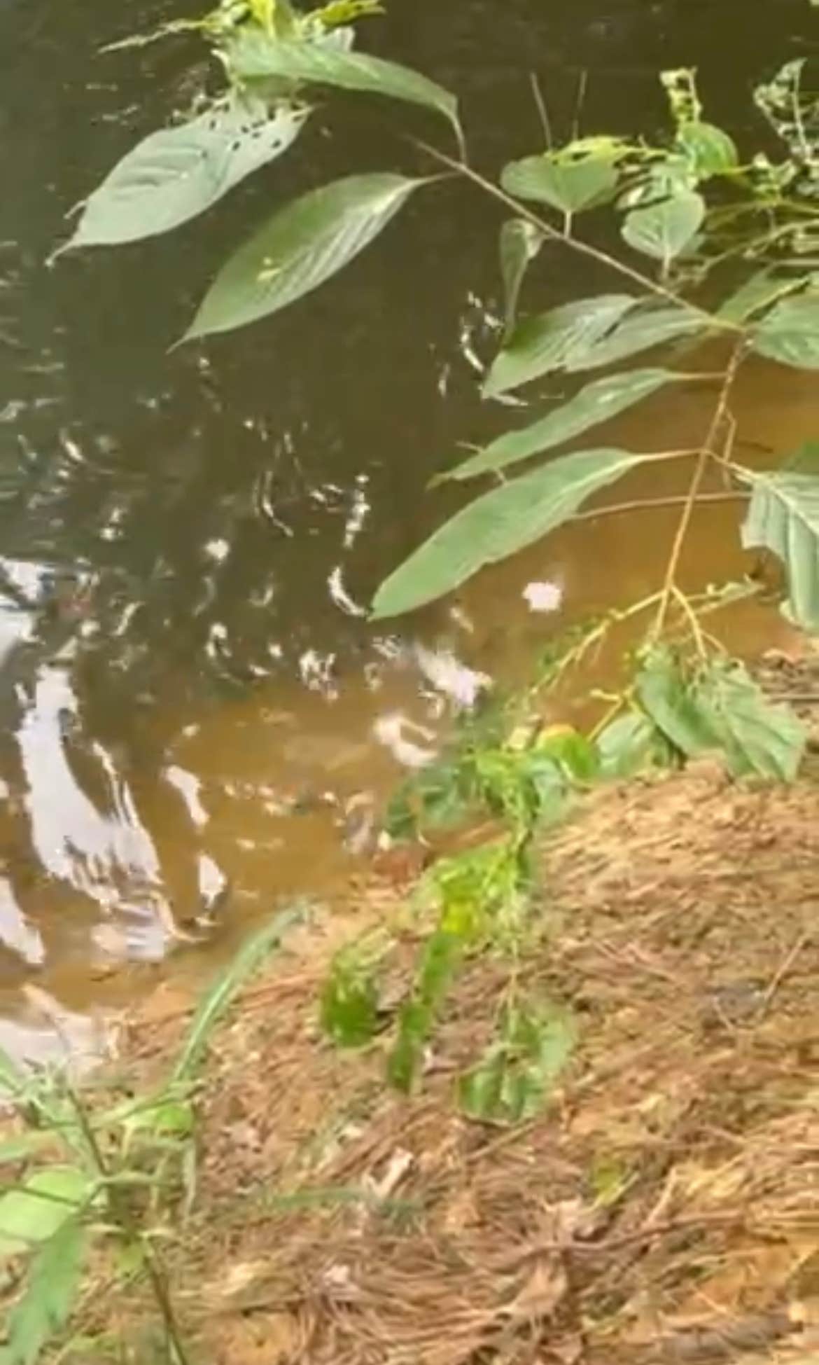 Camper-submitted photo at Campers Delight OFF THE GRID LIVING near Cairo, GA