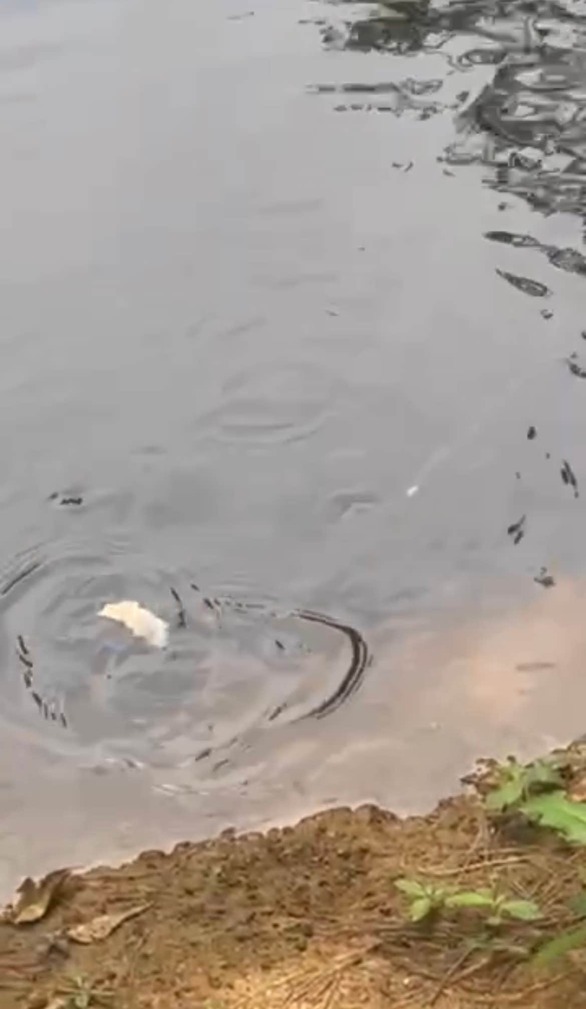 Camper-submitted photo at Campers Delight OFF THE GRID LIVING near Cairo, GA