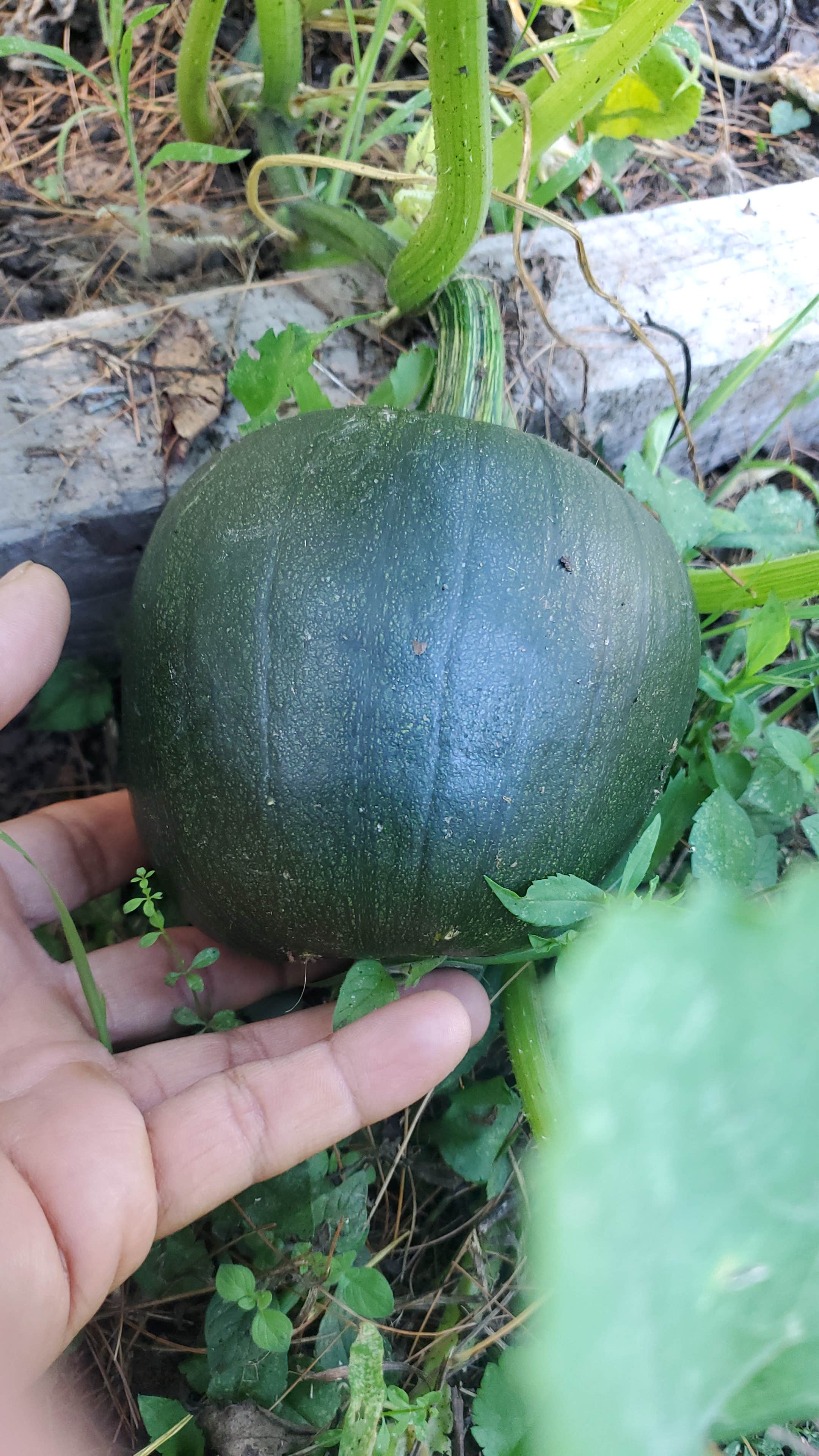 Camper-submitted photo at O Land near West Edmeston, NY