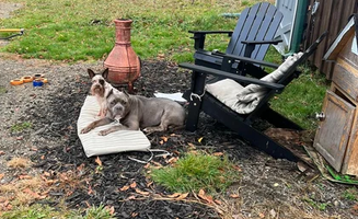Raul D.'s photo of camping with pets at O Land near South Plymouth, NY