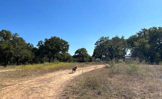 Audrey G.'s photo of camping with pets at The River Bottom near Eastland, TX