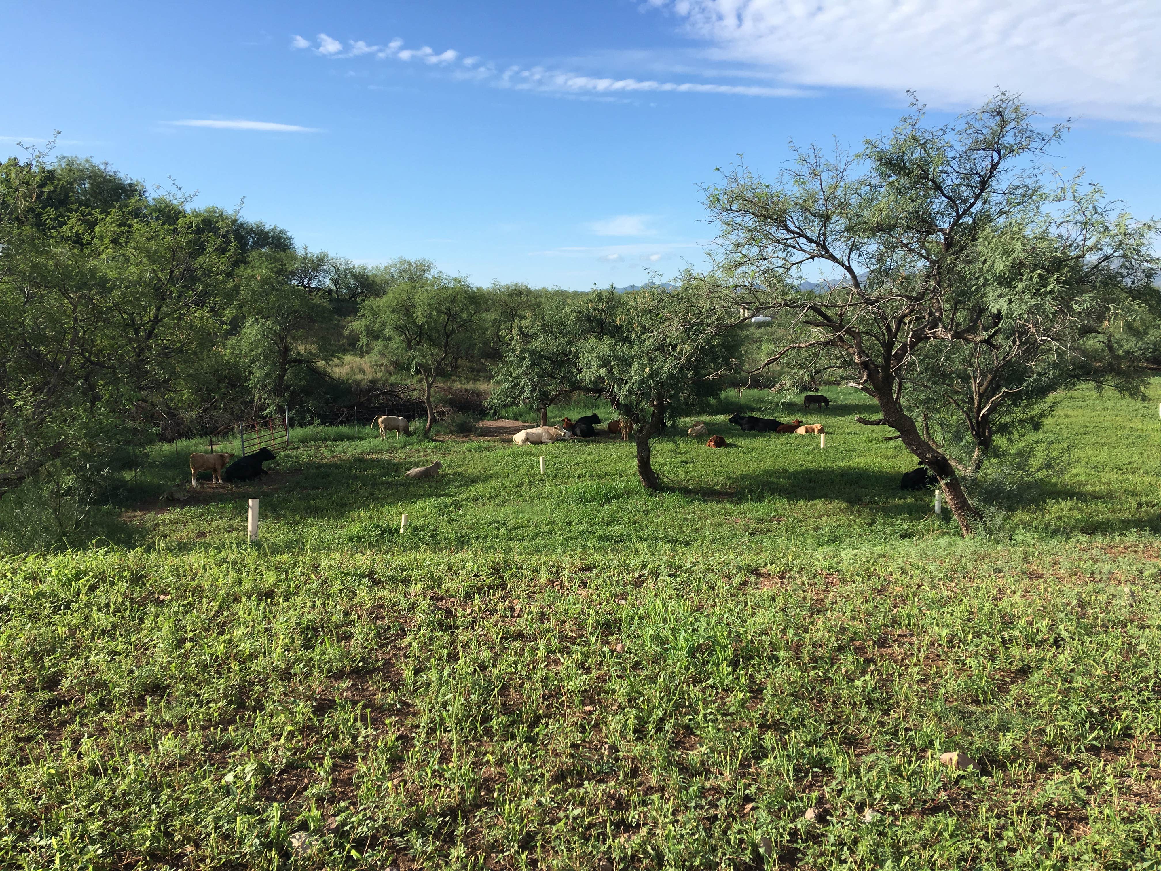 Camper-submitted photo at Mesquite Ranch Campground near Tucson, AZ