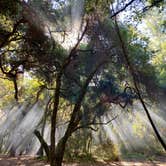 Review photo of Henry Cowell Redwoods State Park Campground by Susan Y., October 21, 2023