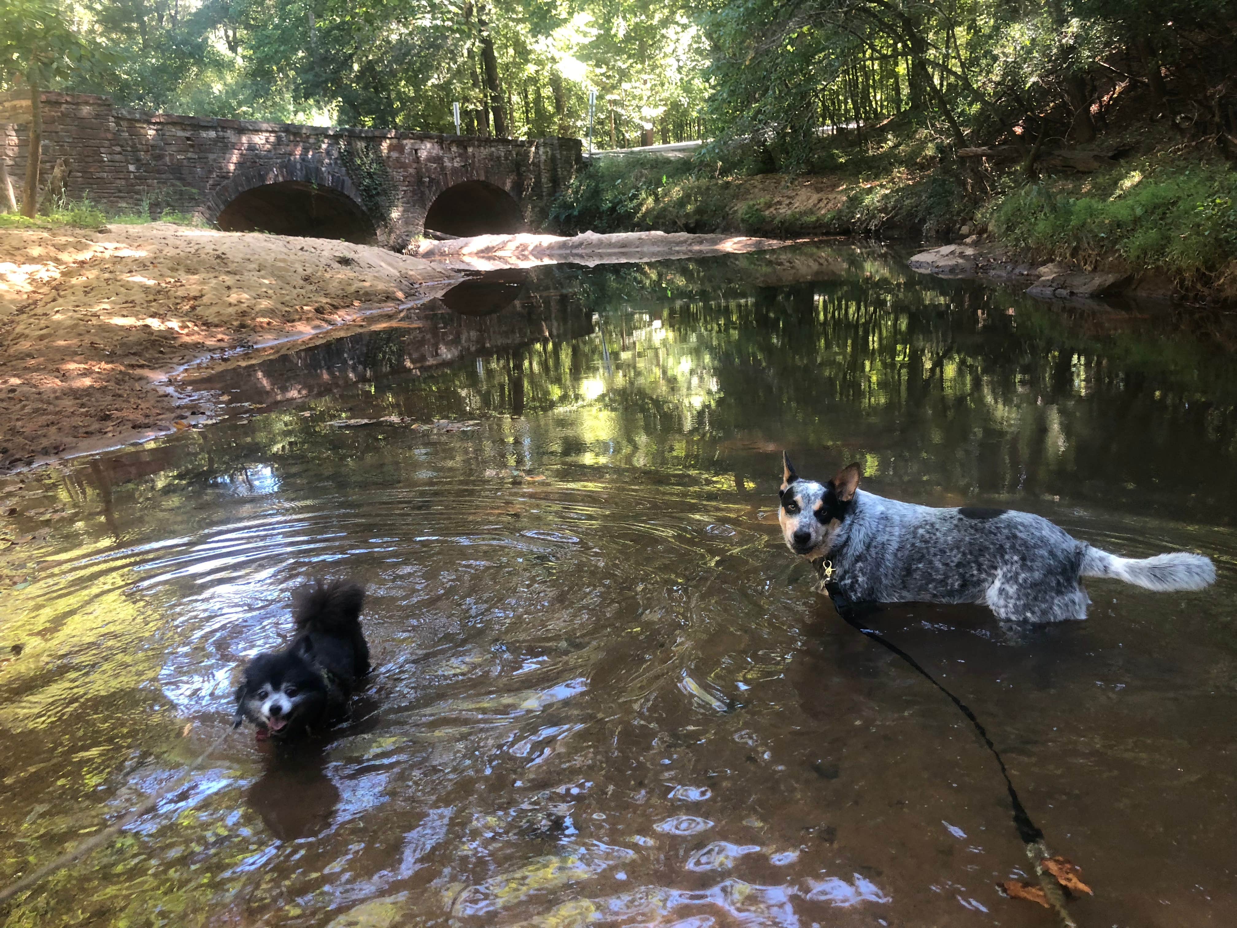 Shelly S.'s photo of camping with pets at Chewacla State Park Campground near Wildwood, GA