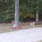 Review photo of Otahki Lake Cabins and Campground by Frank W., October 23, 2023