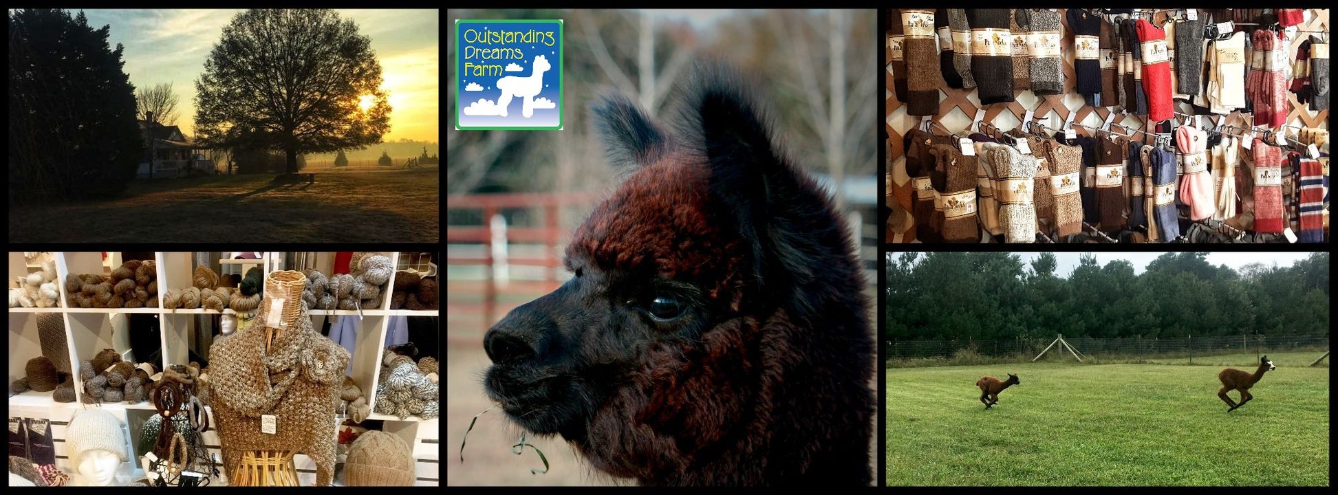 Camper submitted image from Outstanding Dreams Alpaca Farm - 1