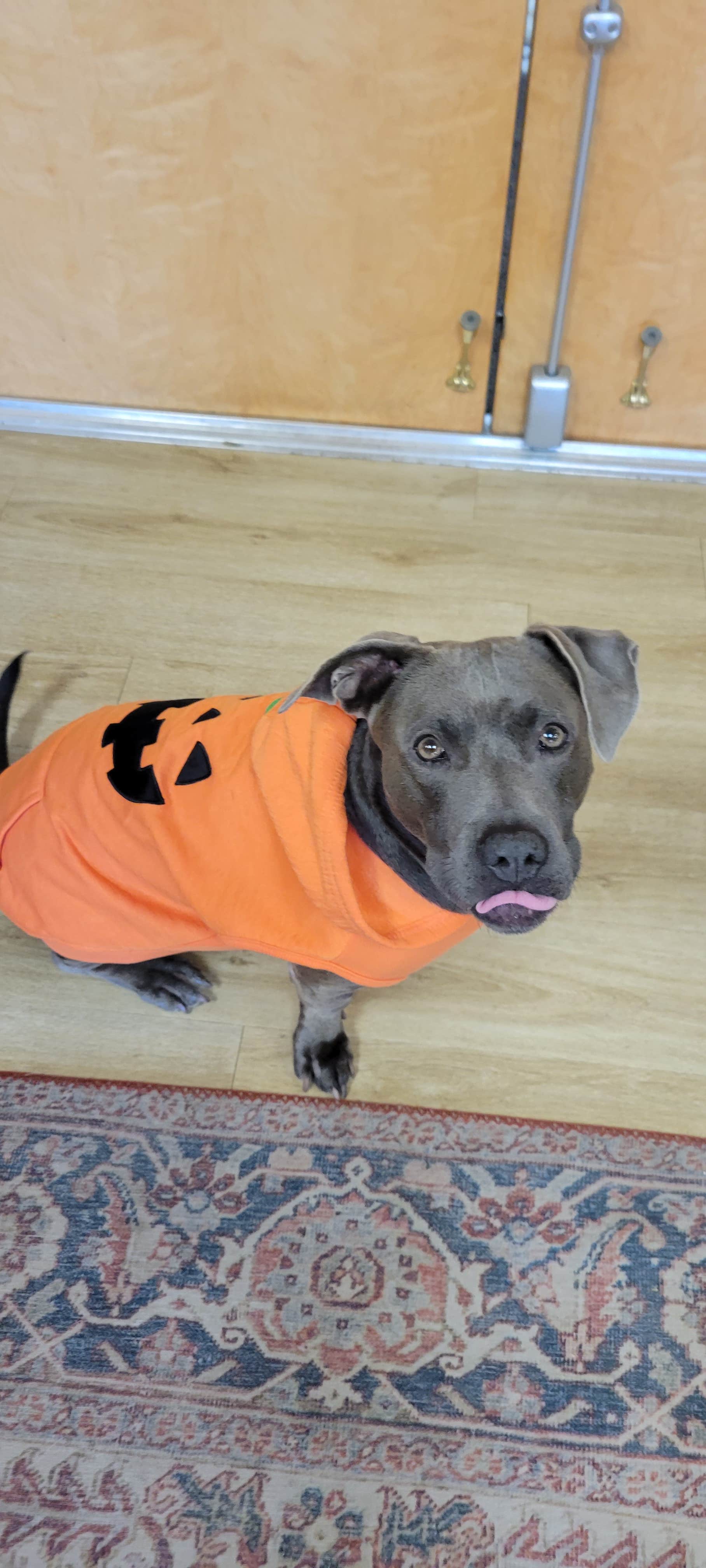 John L.'s photo of camping with pets at Hawkins Pointe RV Park near Ringgold, GA