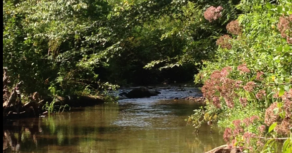 Green Heart Farm Creek & Woods