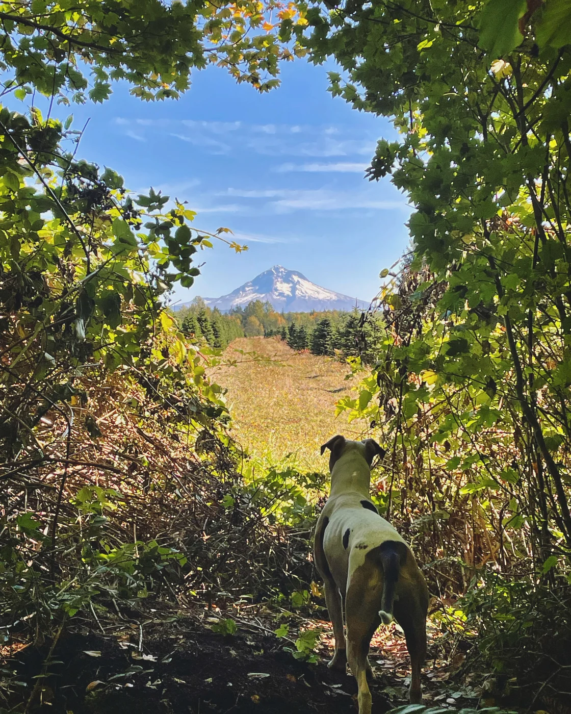 Aidan P.'s photo of camping with pets at Van Life Campgrounds @ The Barn (Nomad Co-Work Heaven) near Sandy, OR