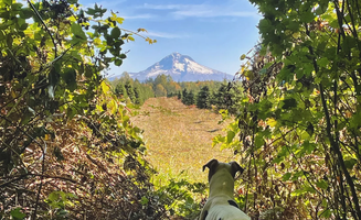 Aidan P.'s photo of camping with pets at Van Life Campgrounds @ The Barn (Nomad Co-Work Heaven) near West Linn, OR