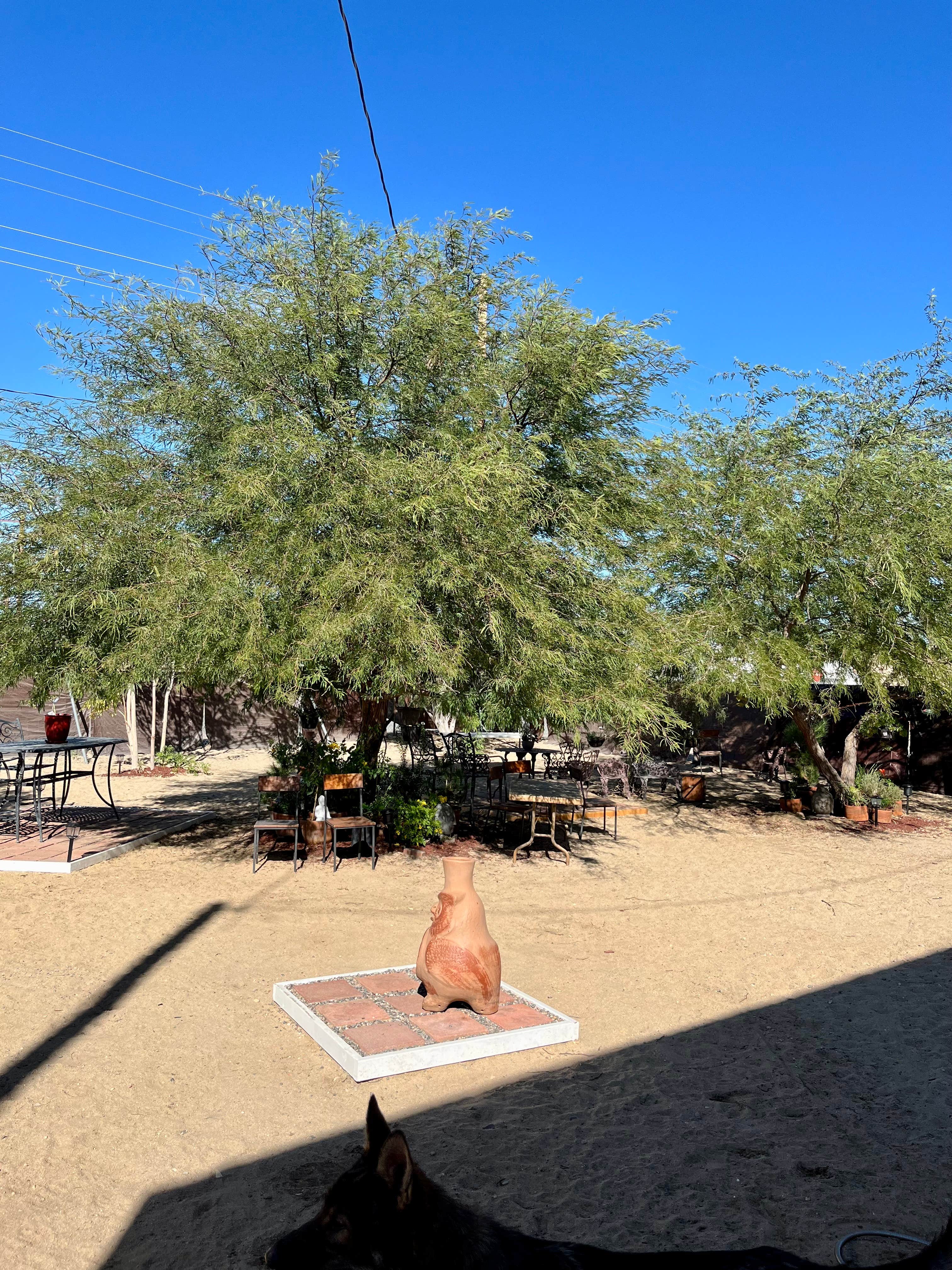 Mary S.'s photo of camping with pets at Joshua Tree Village Camping near Twentynine Palms, CA