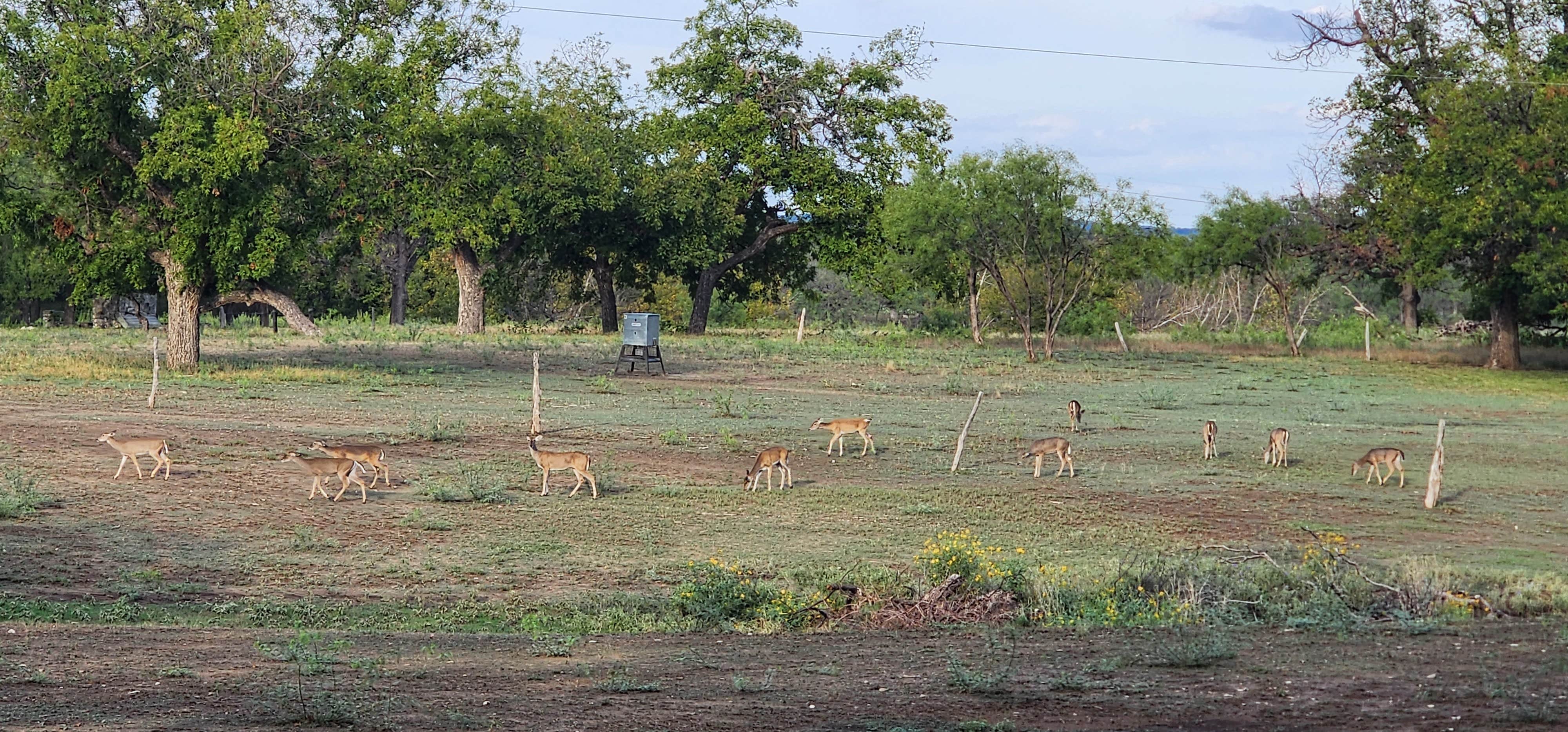 Will and Lucinda B.'s photo of camping with pets at Pecan Valley RV Park near Eldorado, TX