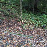 Review photo of Elkmont Campground — Great Smoky Mountains National Park by Bryan W., October 27, 2023