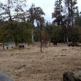 Review photo of Pines Campground Stanislaus — Stanislaus National Forest by Natalie B., November 1, 2018