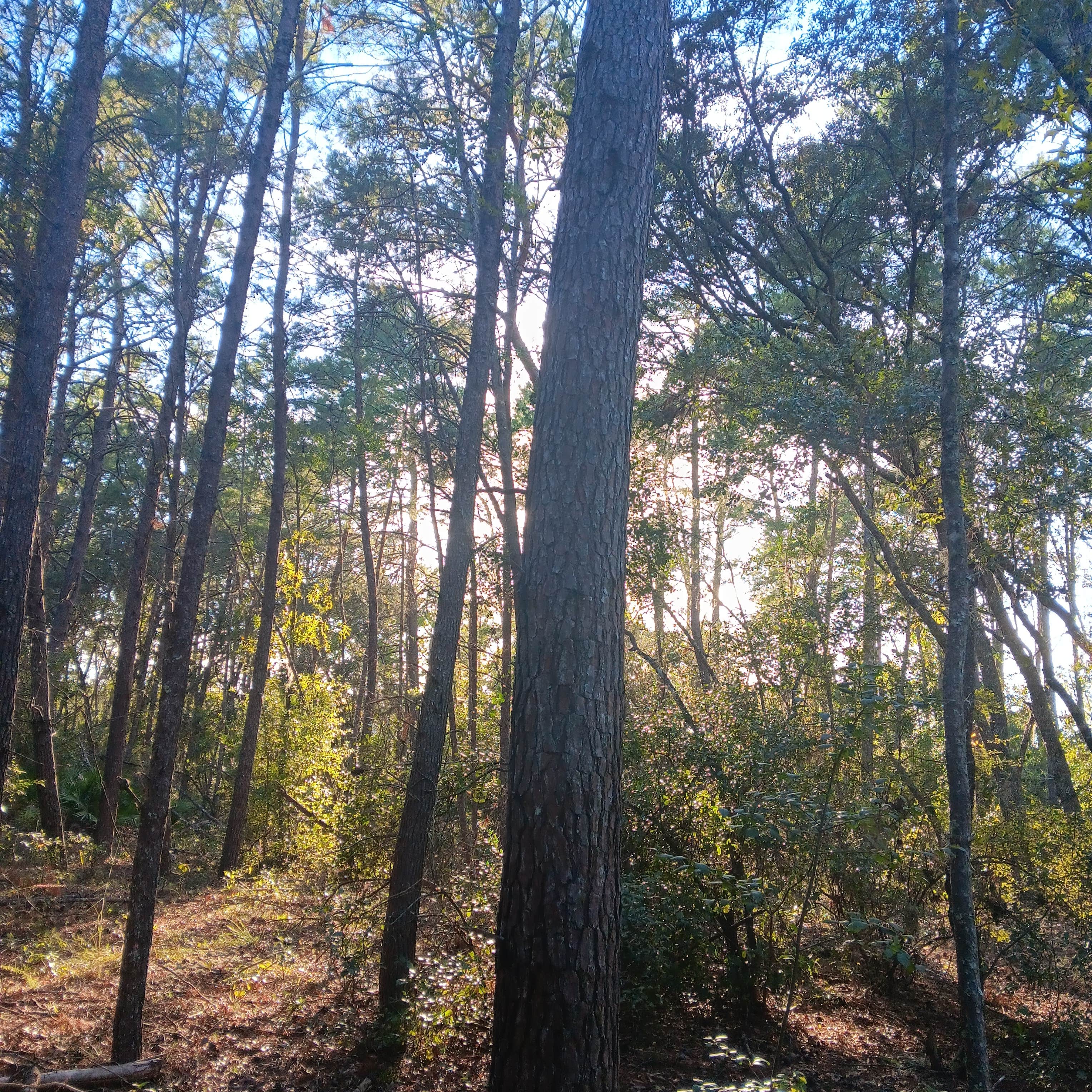 Camping near Trail Boss Camp Ground & Marina: Moonlight Gardens LLC, Welaka, Florida