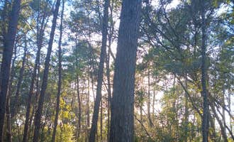 Camping near Welaka State Forest: Moonlight Gardens LLC, Welaka, Florida