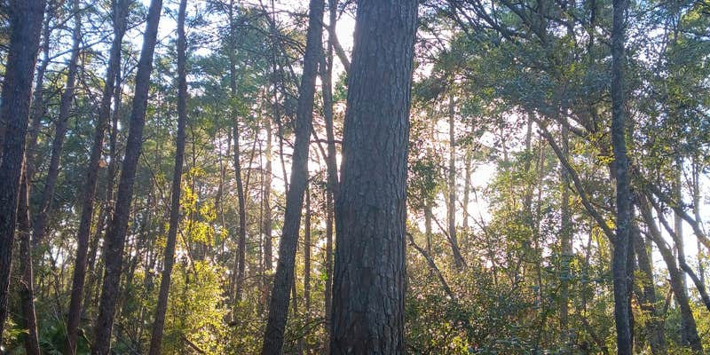 Camper submitted image from Moonlight Gardens LLC