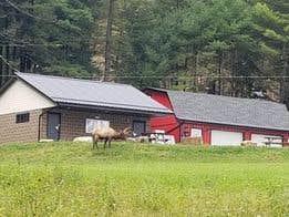 Camper-submitted photo at Riverview Campsites, Benezette PA near Emporium, PA