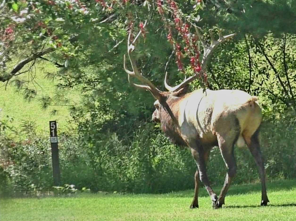 Camper-submitted photo at Riverview Campsites, Benezette PA near Emporium, PA