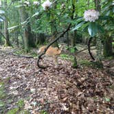 Review photo of Holly River State Park Campground by Hannah V., November 1, 2018