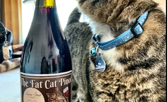 Kelly V.'s photo of camping with pets at Leisure Street Winery Camping near Modesto, CA