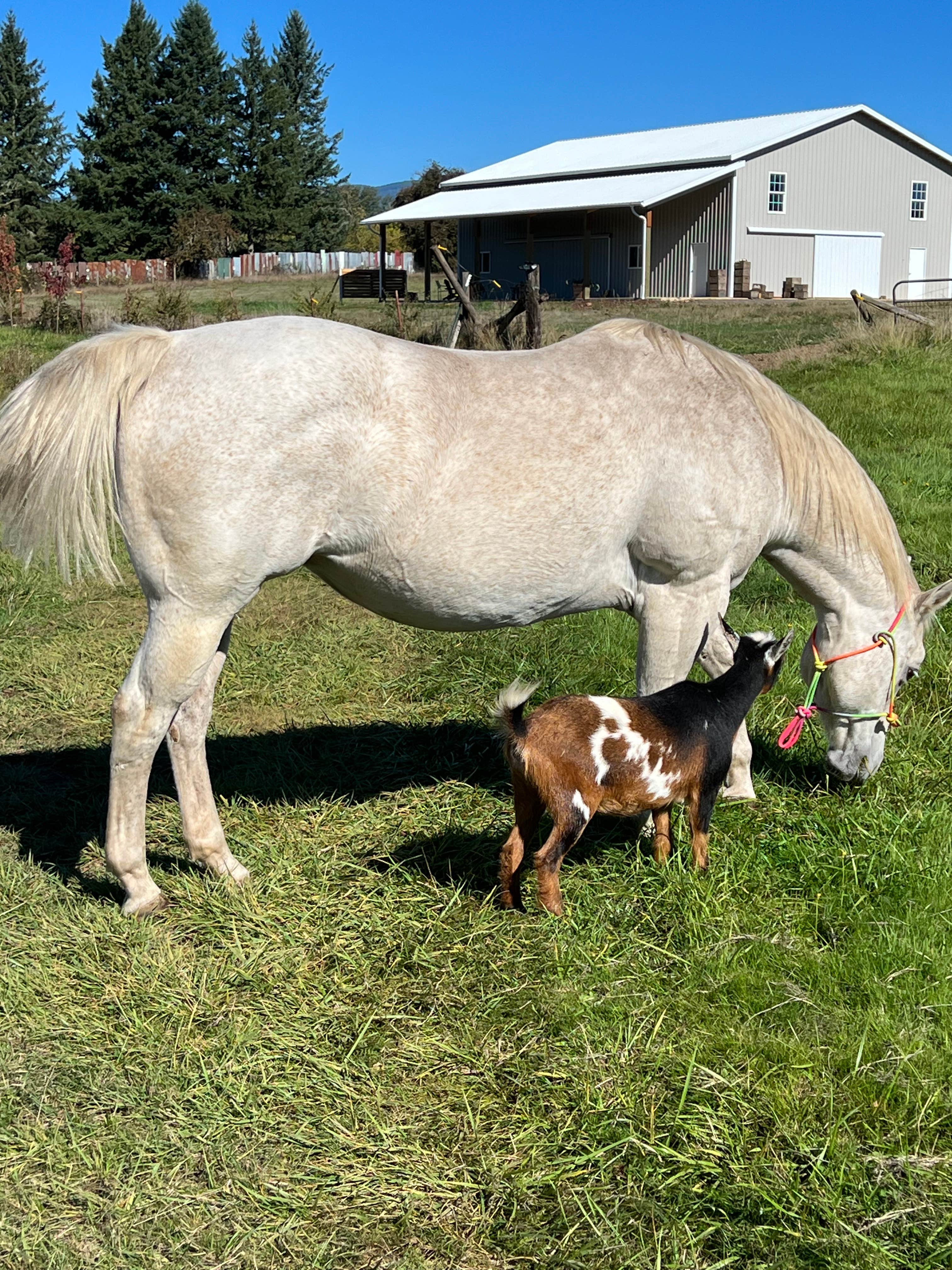 Camper submitted image from Pleasant pond farm - 2